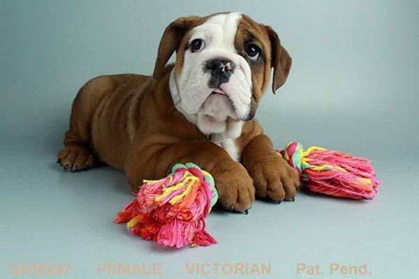 Not just groomers!  They do puppy sales too! Pictured: Victorian Bull Dog