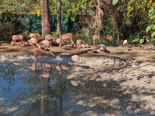 Flamingos