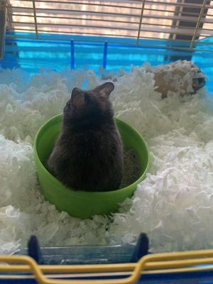 Happy in his sand bath. Btw, I used beach sand from California;D