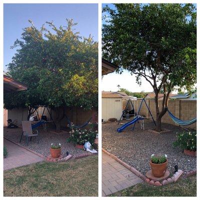 Before/After! One tree removed and the other was trimmed.