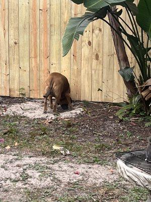 Dog making sure Dan didn't take her buried treasure (treats)