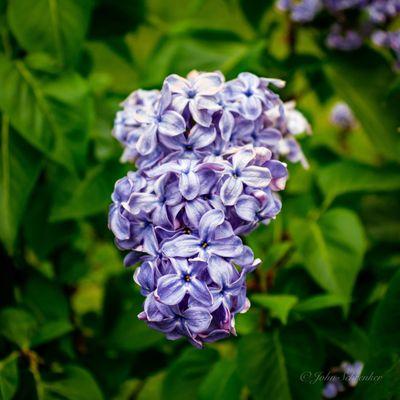 Lilacs in bloom