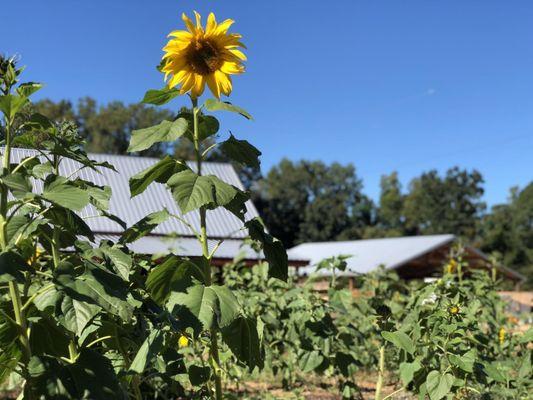 Smith's Family Fun Farm