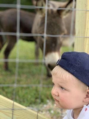 Loved the animals!