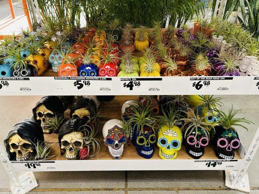 9/29/24 Oh how adorable! Cute Dia de las Muertos live air plants!