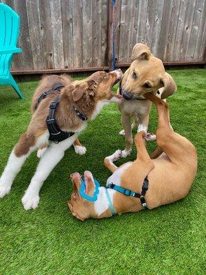 Puppy School Play Session!