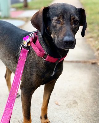 All dogs are beautiful! This gorgeous girl was a rescue, now a happy girl with a furever family. Say hi to Foxxy!