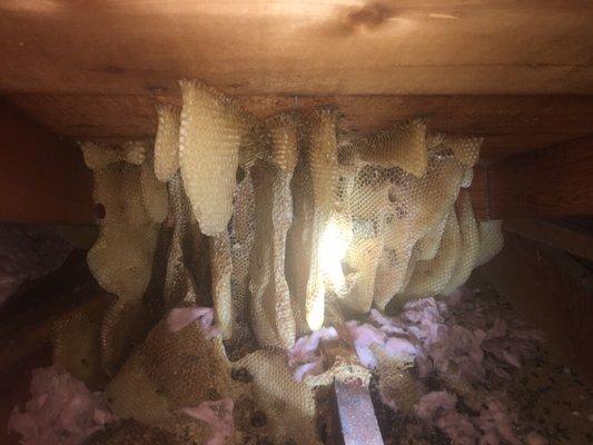 Bee hive removal