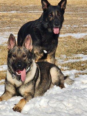 Hamilton Canine Training Center