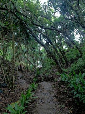 Hike to the beach