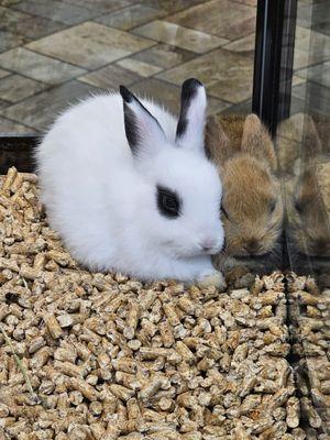 Bunnies are very sociable!