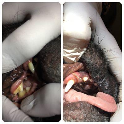 Shots of Sir Pugsly getting his teeth cleaned and even a before and after!