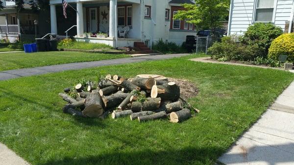 They left us some manageable wood as we requested.