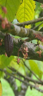 Cacao flower