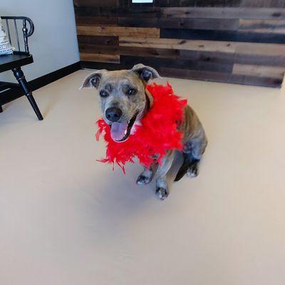 My pup Otter after a bath and nail trim!