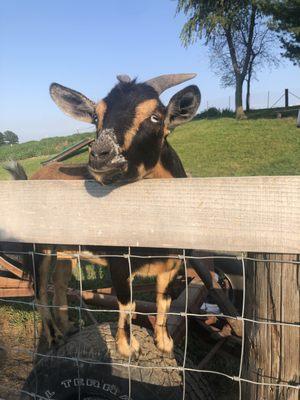 Pepper one of our sweet goat girls!