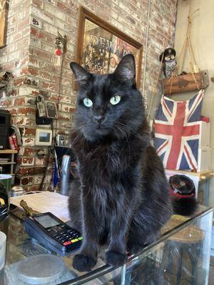 Most amazing and lovely shop cat