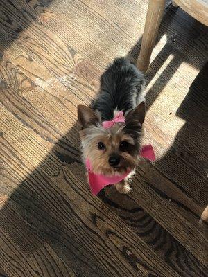 Gracie, Yorkie 2.6 yrs old.  They treated her super, she waited for me in a cozy bed.