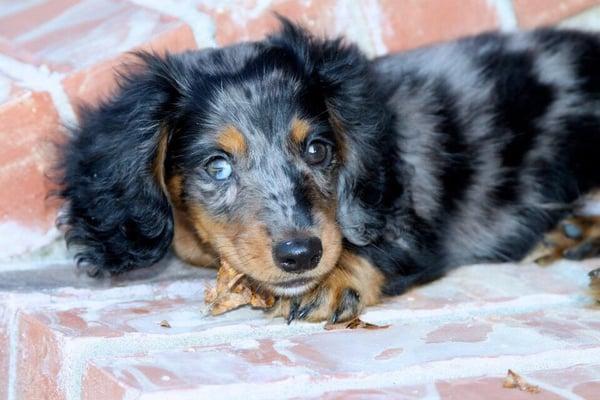 Baby Louie shortly after coming home from the farm