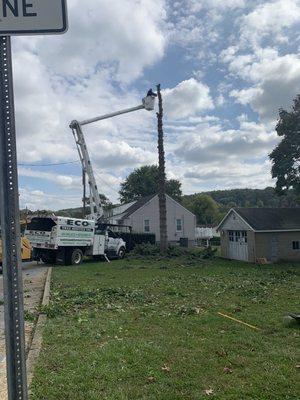 Half dead pine tree removal.