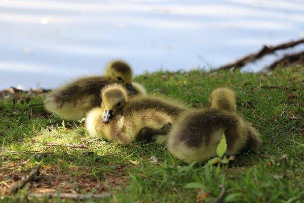 Ducklings near Hibiscus Pond.