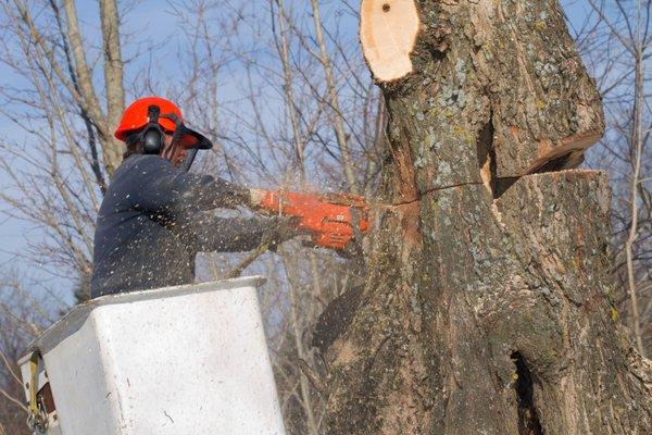 Tree Trimming