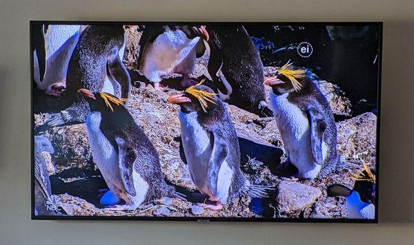 I'm watching a penguin documentary in my room.