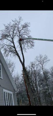 ASAP Tree Care