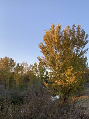 Creek near the park