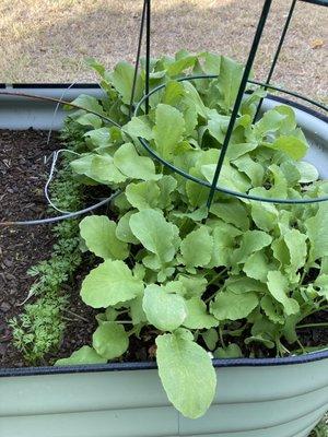 Radishes and carrots