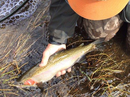 Fat rainbows caught fishing with guide Scott Schnebly