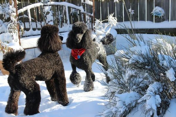 Our two poodles. Lee and her team always do an excellent job making them even more beautiful than they are.