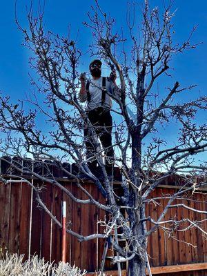 Matt trimming our Pear so we can pick easily.