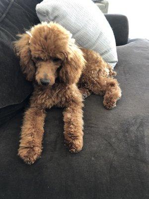 Toy poodle