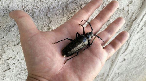 Palo Verde Beetle