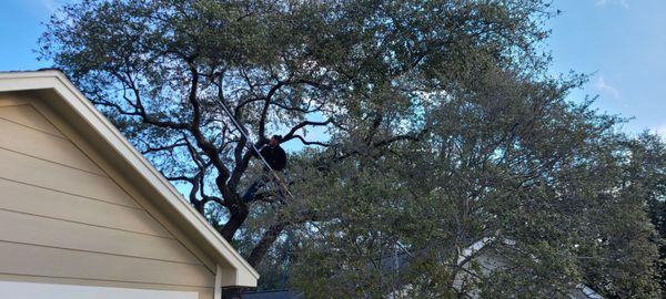 Fernando Tree Service at work.