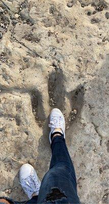 Dinosaur foot prints