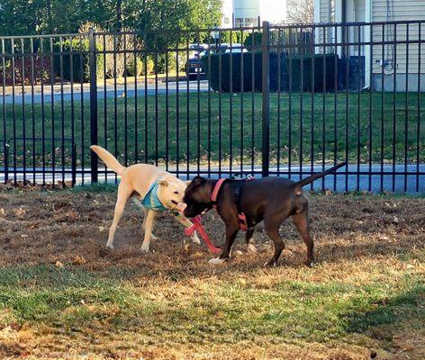 My dog is p playing on his fenced in yard safely.