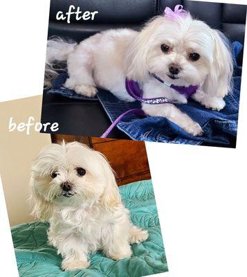 Ginger, before and after