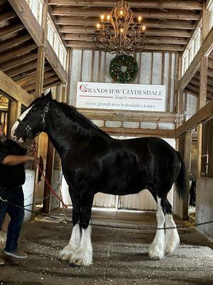 Grandview Clydesdales