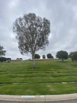 A Tree Standing Alone