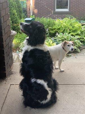 Furry friends enjoying senior life with the help of Noah's Arc