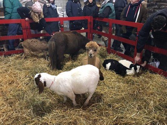 Downtown Home & Garden sometimes has farm animals you can pet!