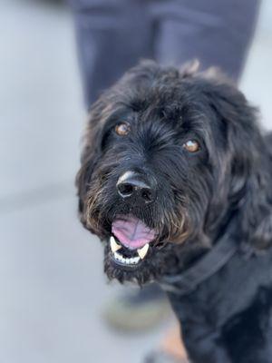 Pet-friendly @arugulalabradoodle approves