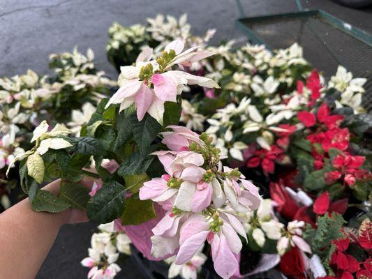 Off-season poinsettias on sale for $1.99