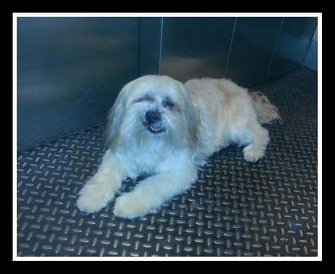 Hounddog doing his best Elvis impersonation after being groomed by Scooter at Fur Side in EAV.