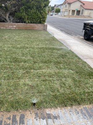 Sod installation