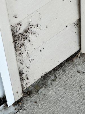 Dead midge flies on balcony