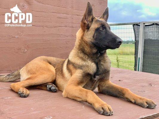 Trained young Belgian Malinois for sale. Starting at $12,000 USD. For more information visit our website, www.ccprotectiondogs.com