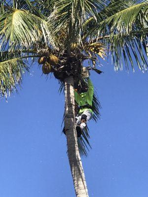 Let me get them Coconuts